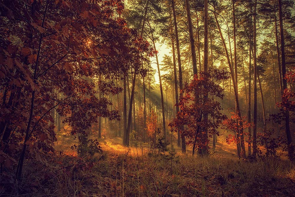 фото "Золотая осень" метки: пейзаж, digital art, природа, 