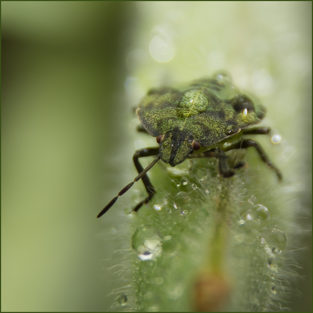 photo "***" tags: macro and close-up, 