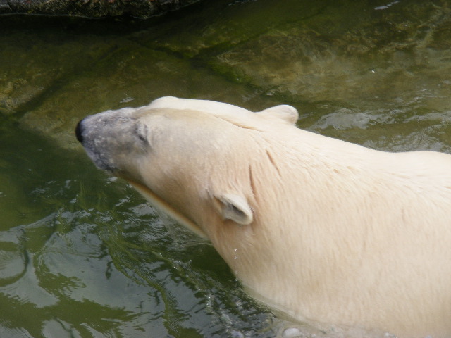 photo "Polar bear" tags: reporting, 