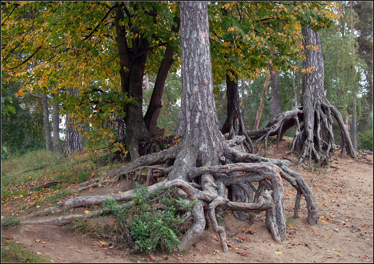 photo "old pines" tags: nature, landscape, 