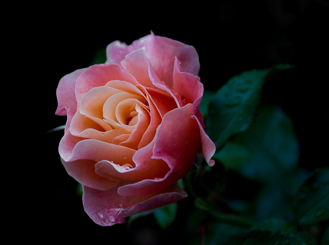 photo "***" tags: macro and close-up, rain, rose, summer