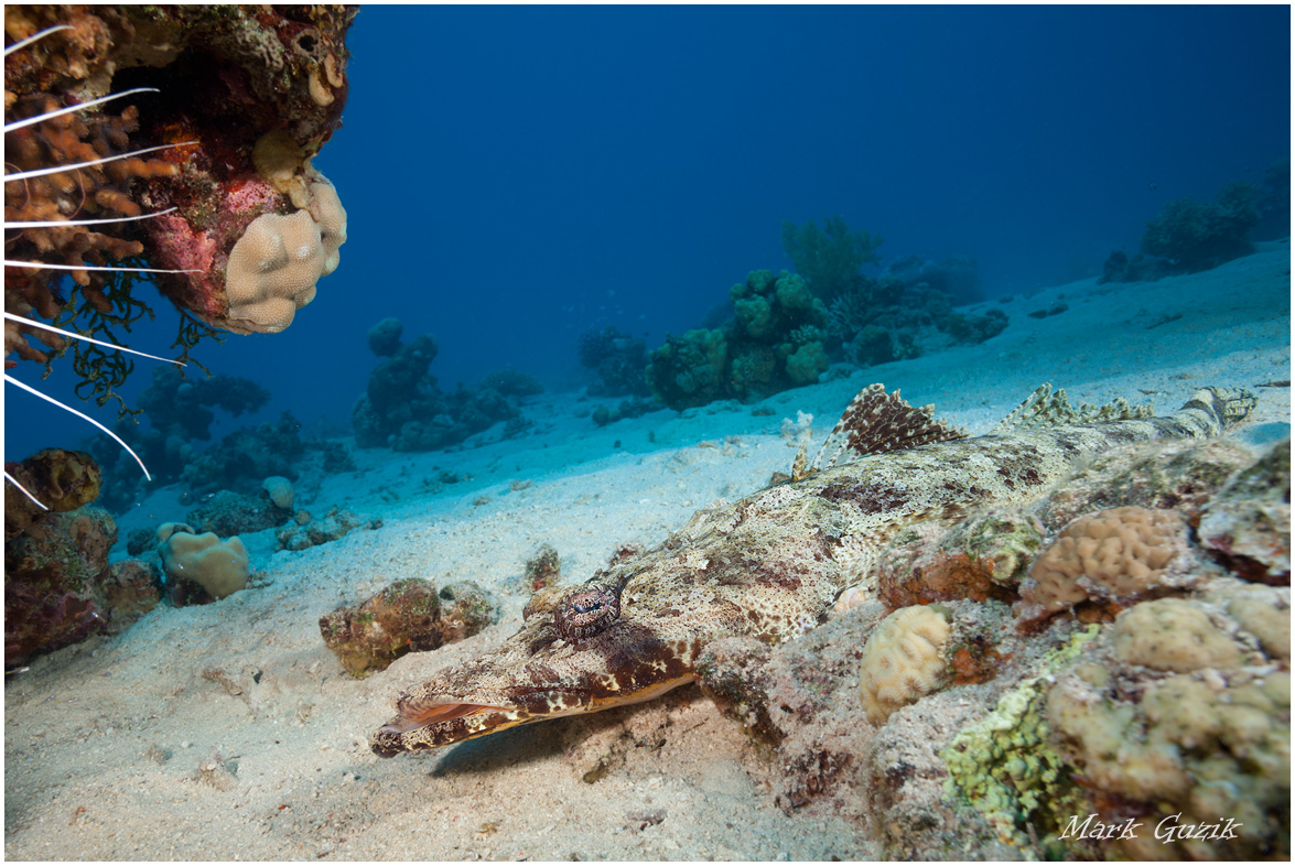 photo "Crocodile fish" tags: , 