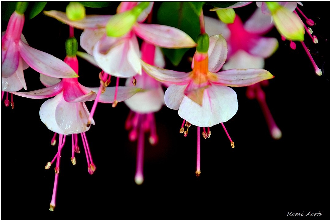photo "***" tags: nature, macro and close-up, fragment, 