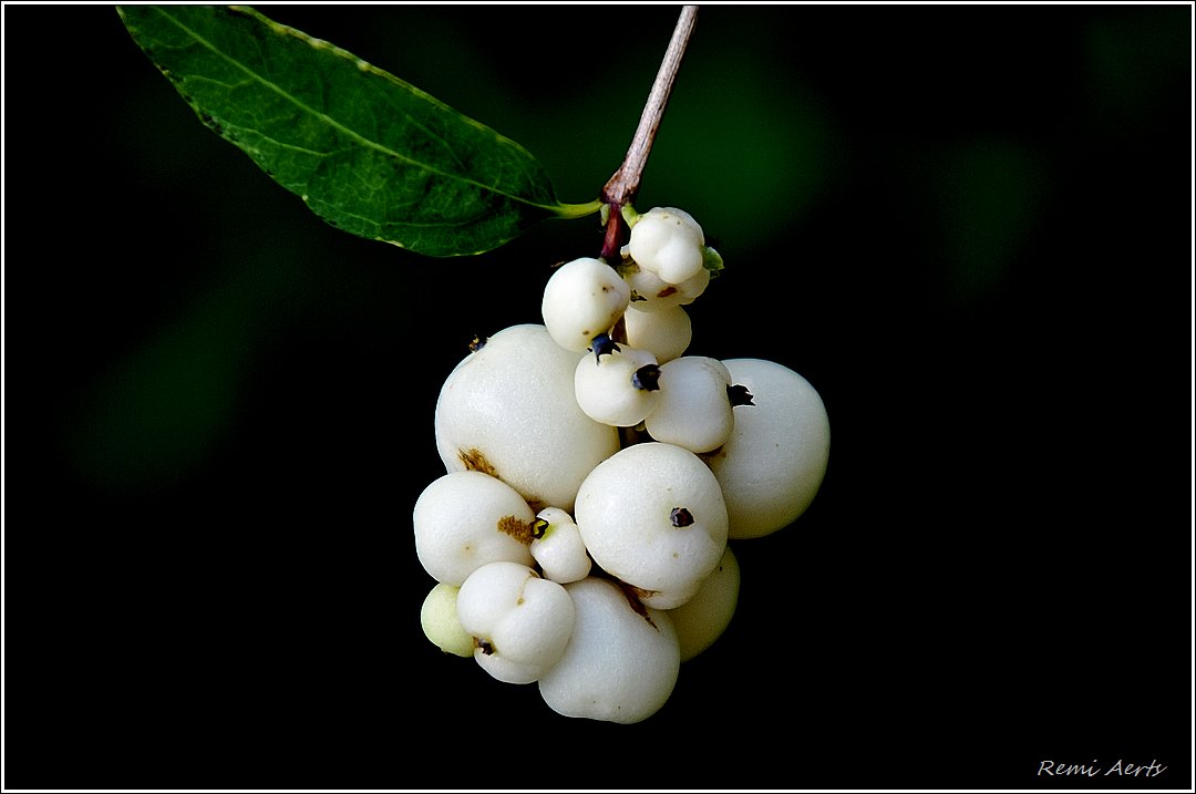 photo "***" tags: nature, macro and close-up, fragment, 