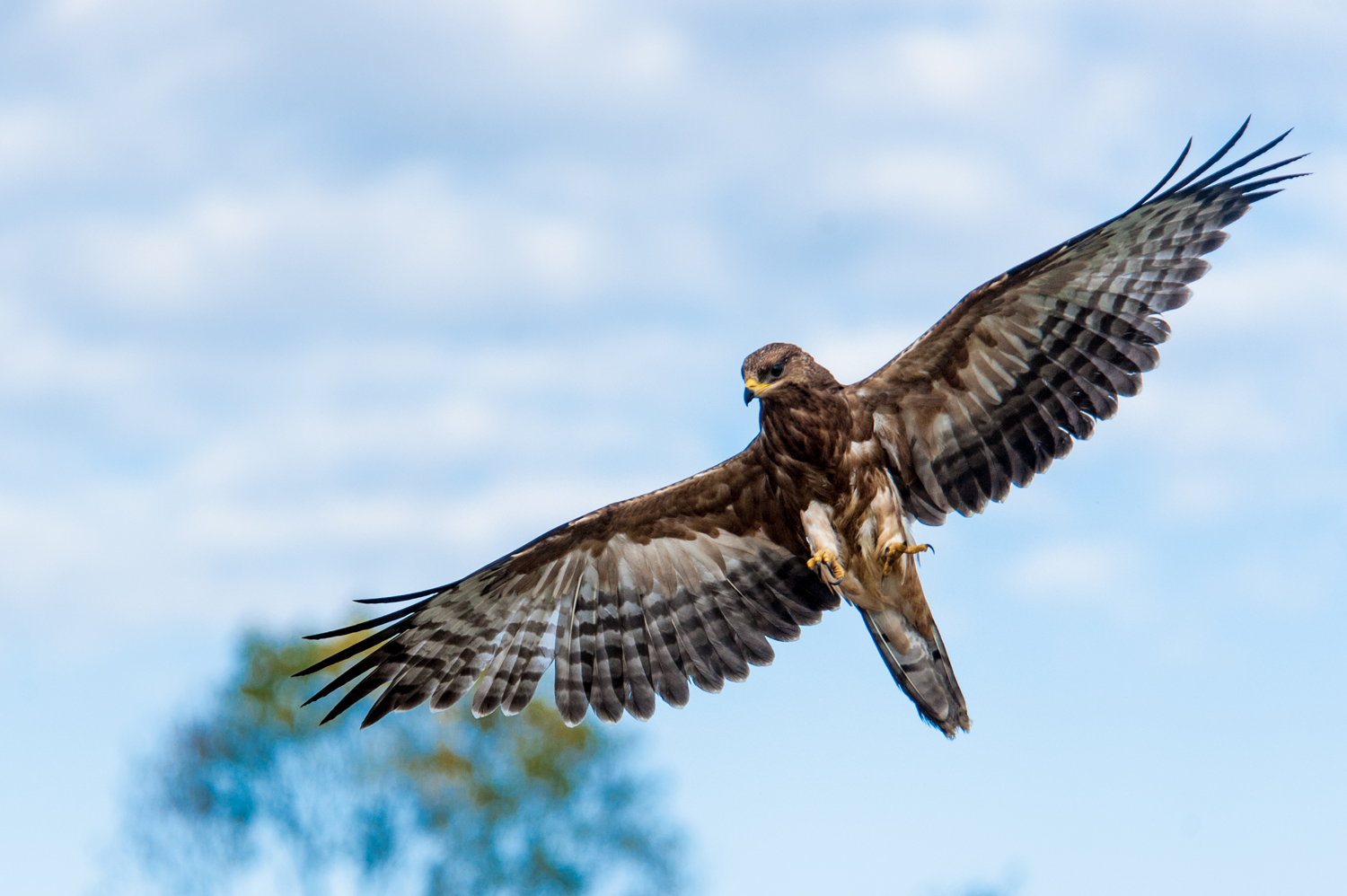 photo "***" tags: nature, clouds, wild animals, птицы, сокол, хищник