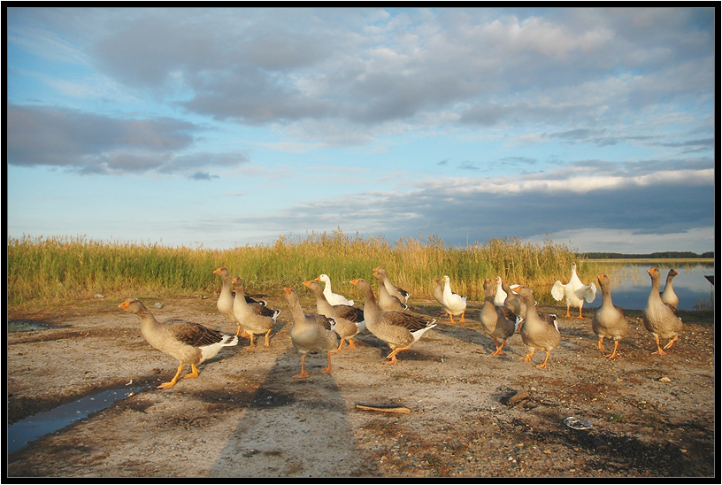 photo "geese" tags: nature, 