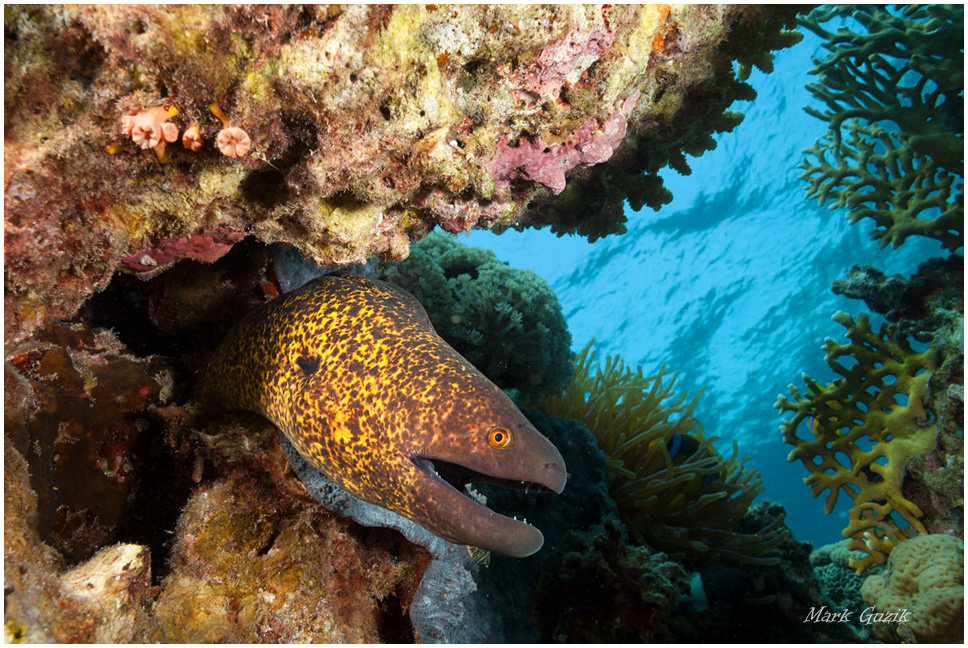 photo "Friendly chat" tags: underwater, 