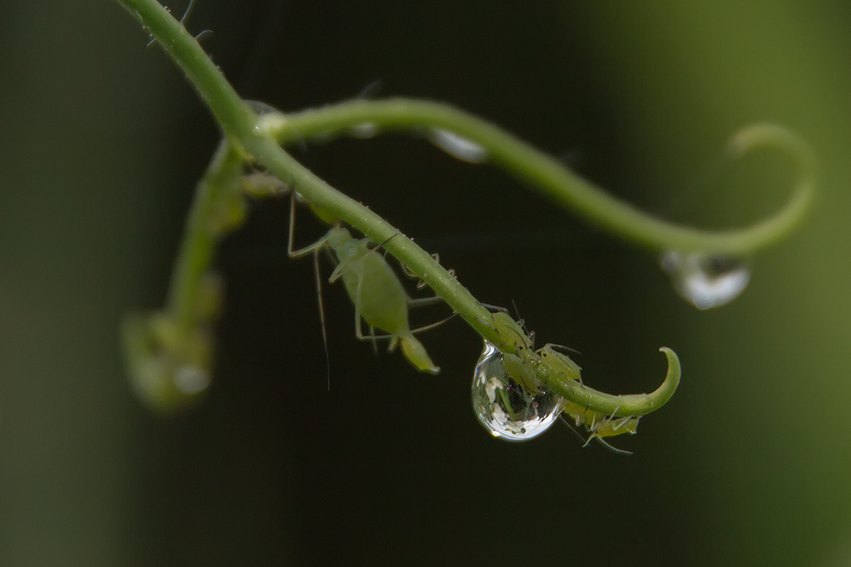 photo "***" tags: macro and close-up, 