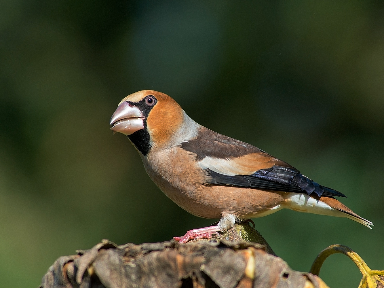 фото "Дубонос(Coccothraustes coccothraustes)" метки: макро и крупный план, птицы