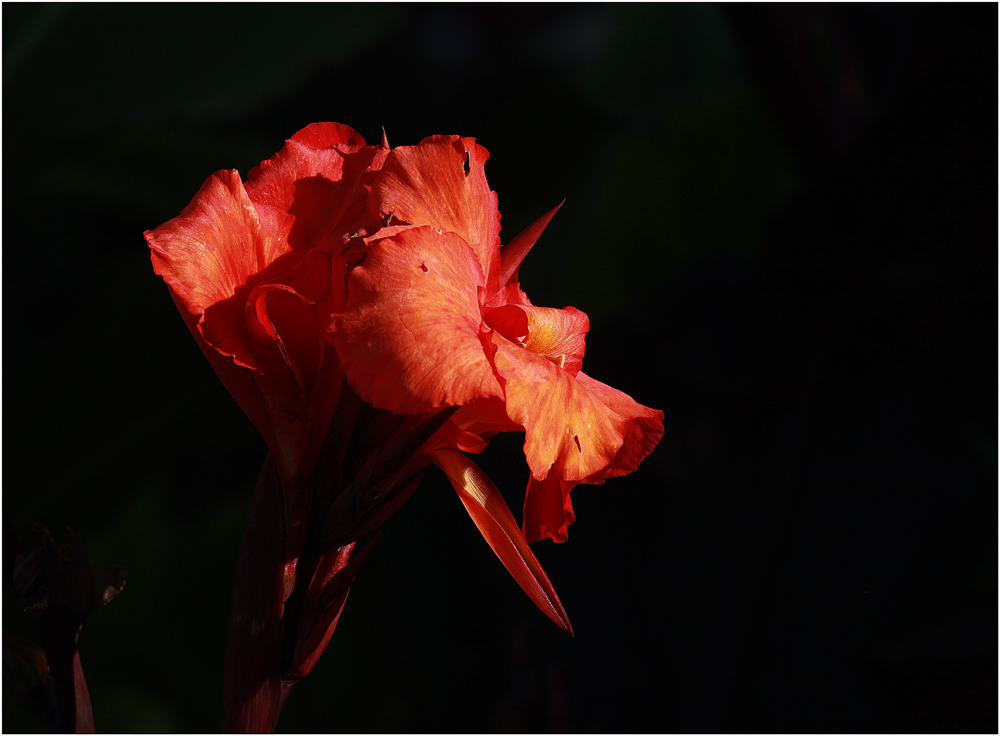 photo "***" tags: nature, flowers