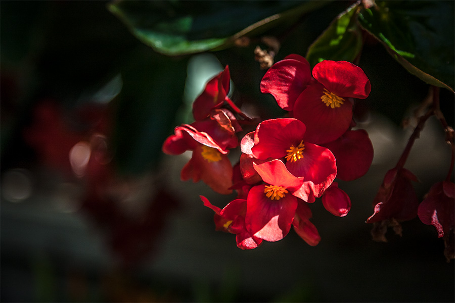 photo "***" tags: macro and close-up, flowers, summer