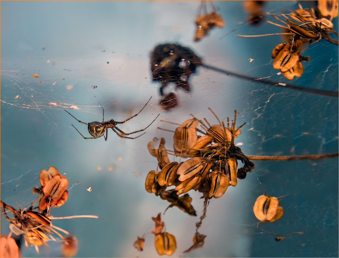 photo "Autumn" tags: macro and close-up, autumn, макро