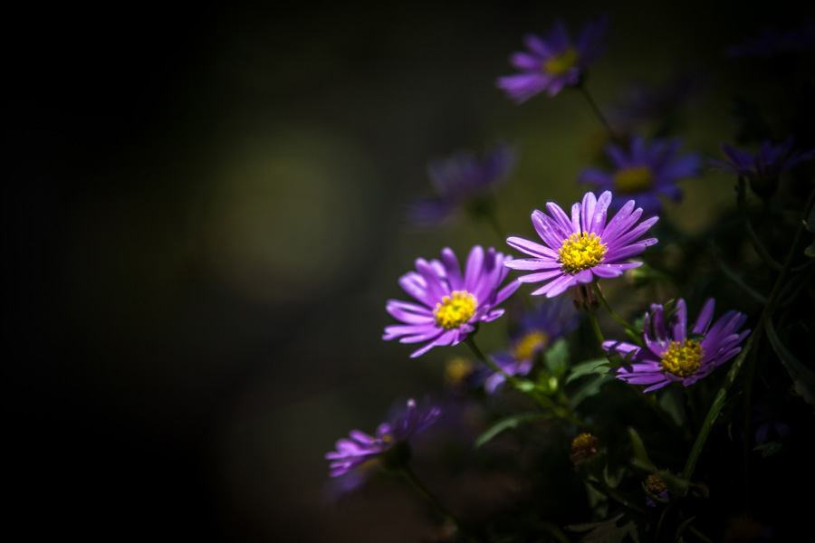 photo "***" tags: macro and close-up, flowers, summer