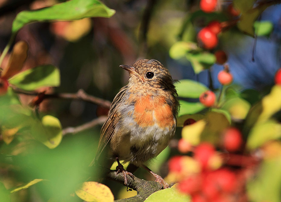 photo "***" tags: nature, 