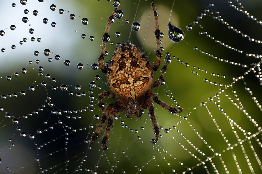 фото "Хранитель сокровищ" метки: макро и крупный план, природа, капли, макро, паук-крестовик