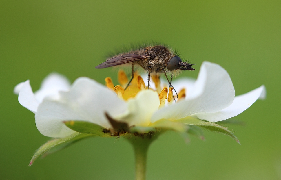 photo "***" tags: macro and close-up, 