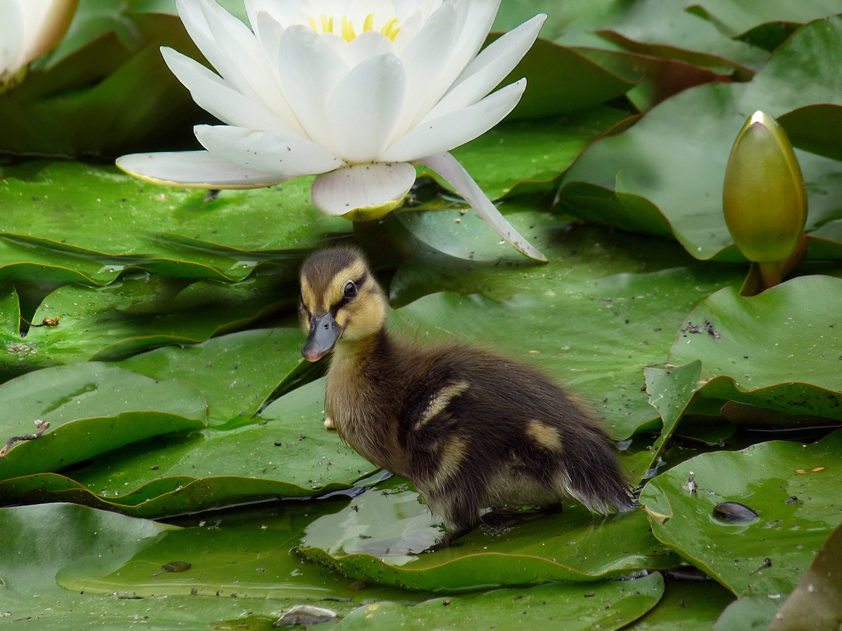 photo "***" tags: nature, wild animals