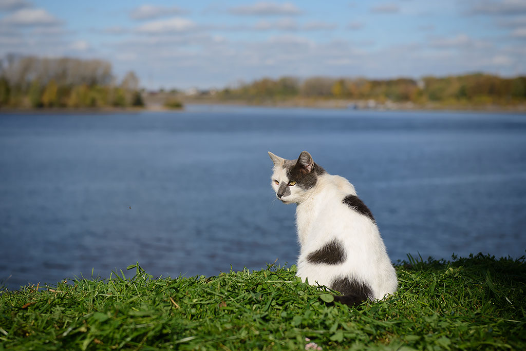 фото "Кот угличский, обыкновенный." метки: разное, волга, домашние животные, кошка