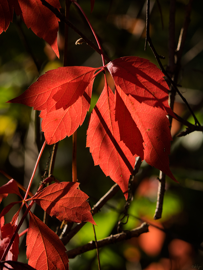 photo "***" tags: macro and close-up, autumn