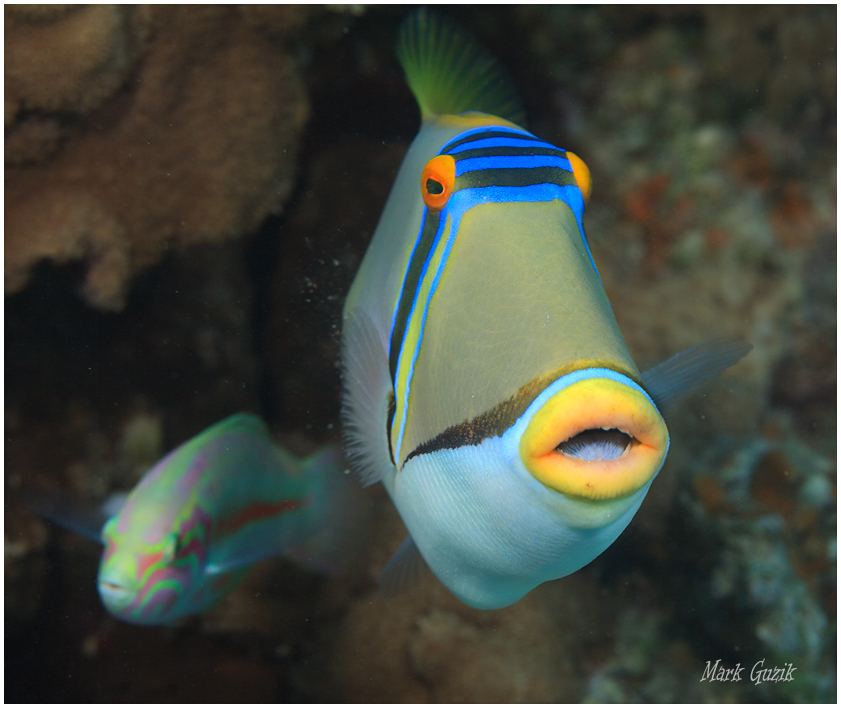 photo "Picasso triggerfish" tags: underwater, 