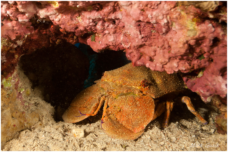 photo "Lobster" tags: underwater, 