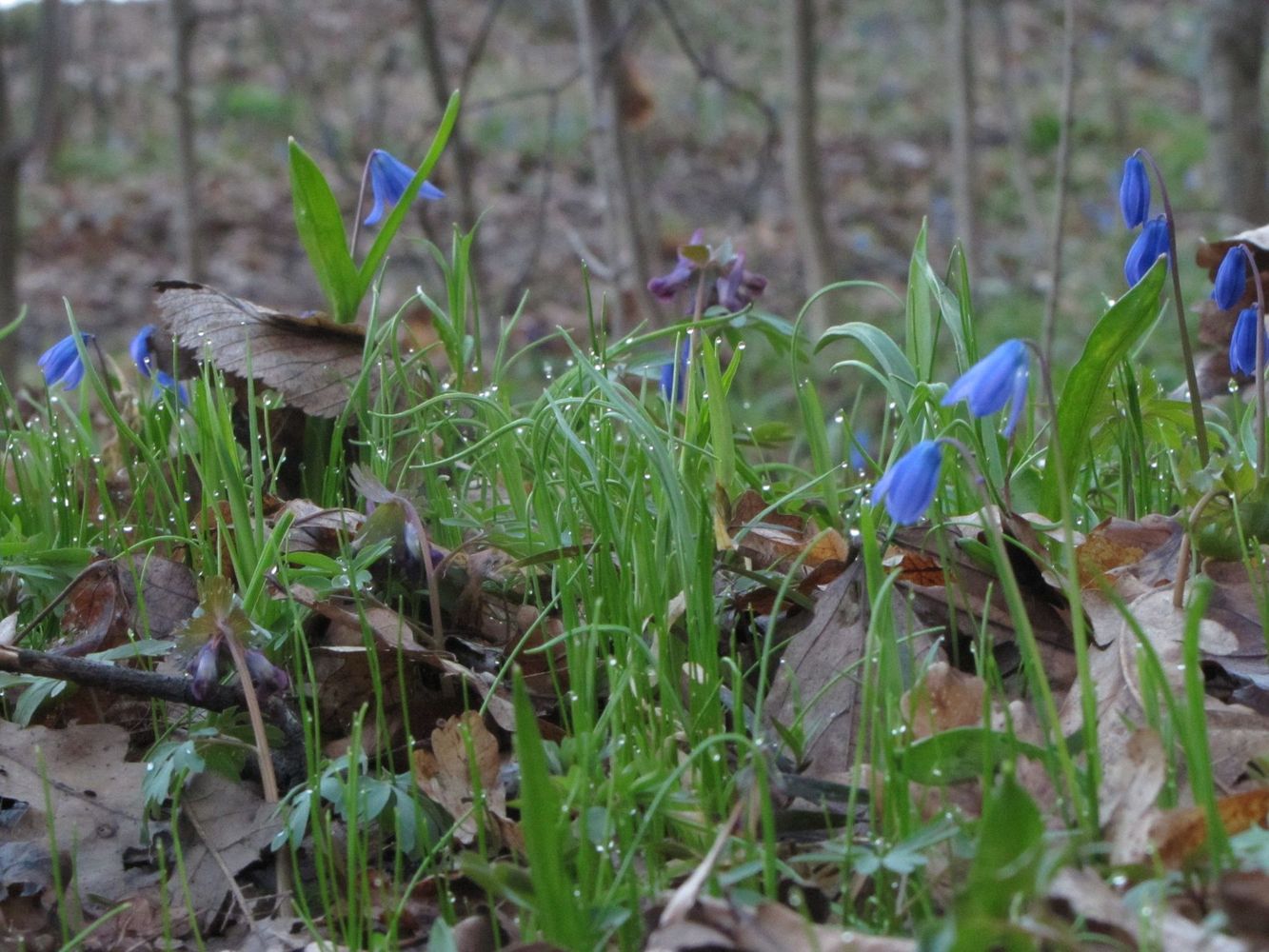 photo "***" tags: nature, flowers, spring