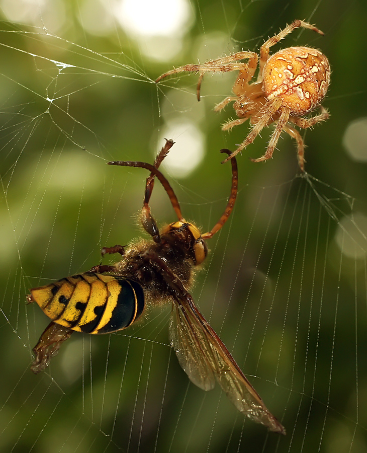 фото "Два монстра" метки: макро и крупный план, природа, макро, паук-крестовик, шершень