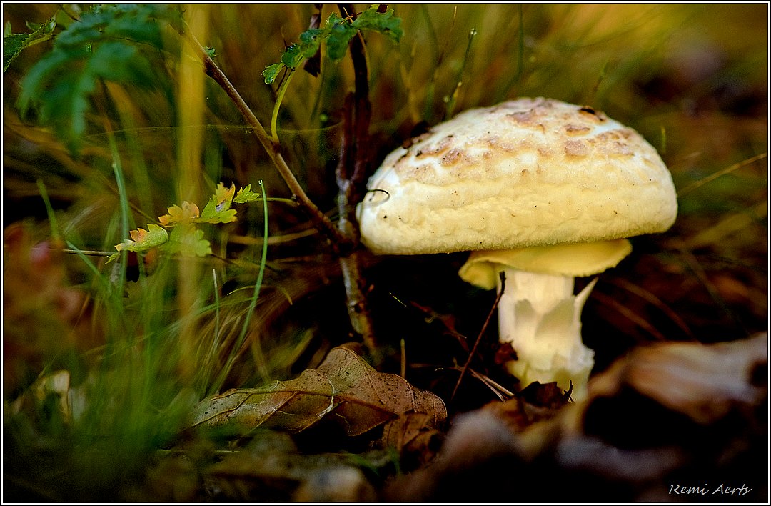 photo "***" tags: nature, macro and close-up, 