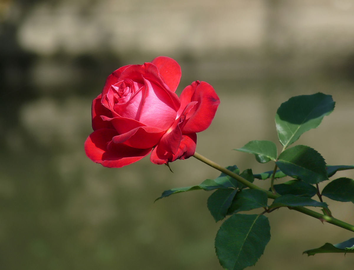 photo "***" tags: nature, macro and close-up, flowers