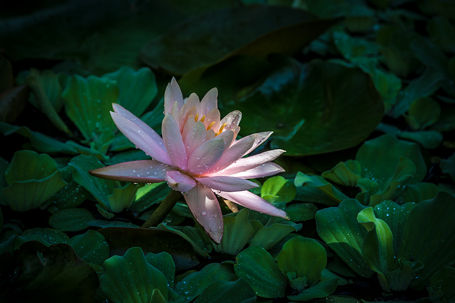 photo "***" tags: nature, flowers, summer, water