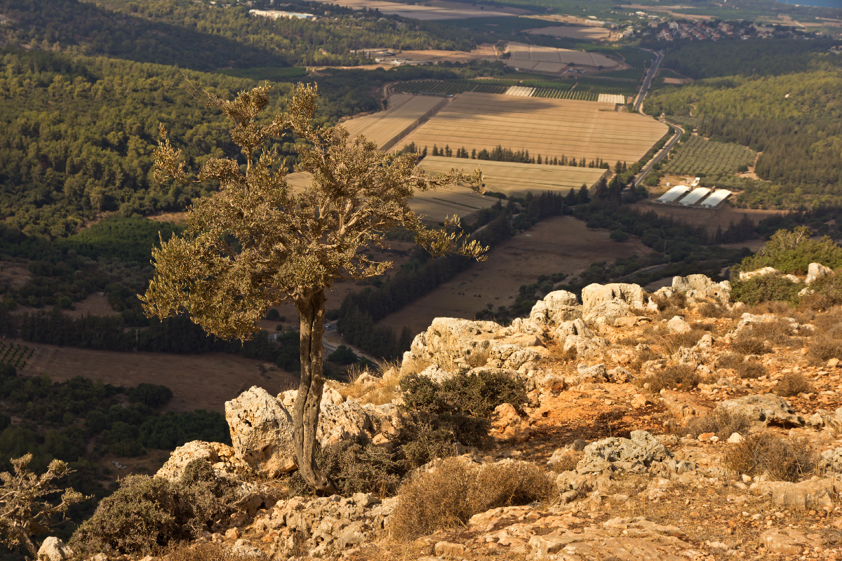 photo "***" tags: landscape, Israel, tree