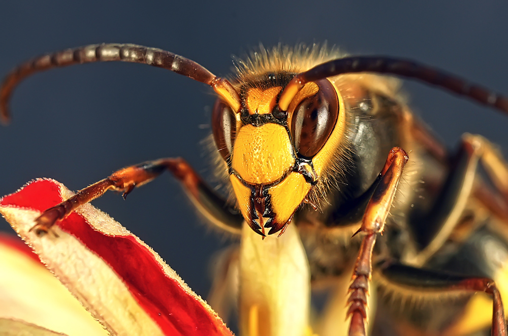 фото "Чужой" метки: макро и крупный план, природа, макро, насекомое, шершень