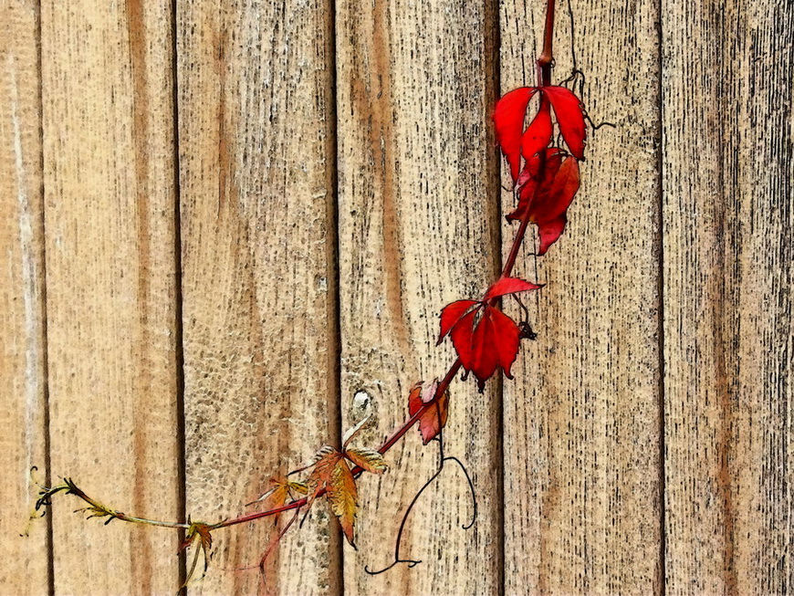 photo "Winter on a threshold." tags: , autumn, листья