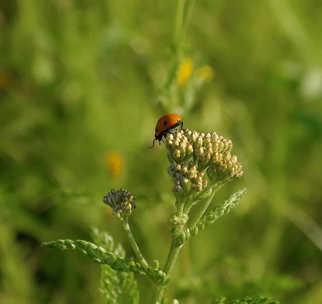 photo "***" tags: macro and close-up, 