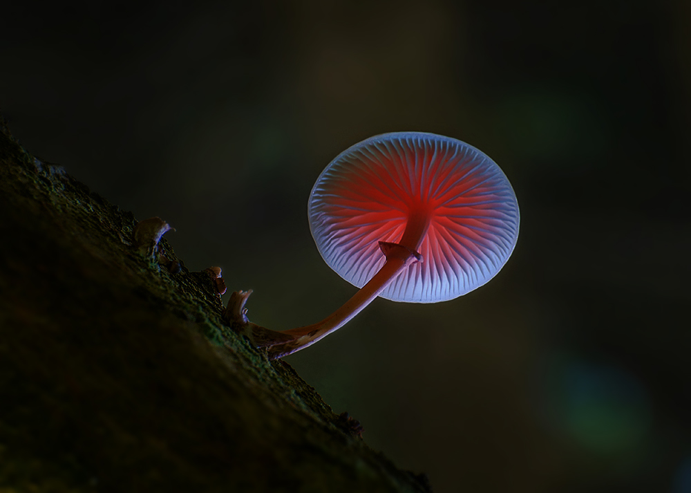 фото "Under my umbrella" метки: природа, 