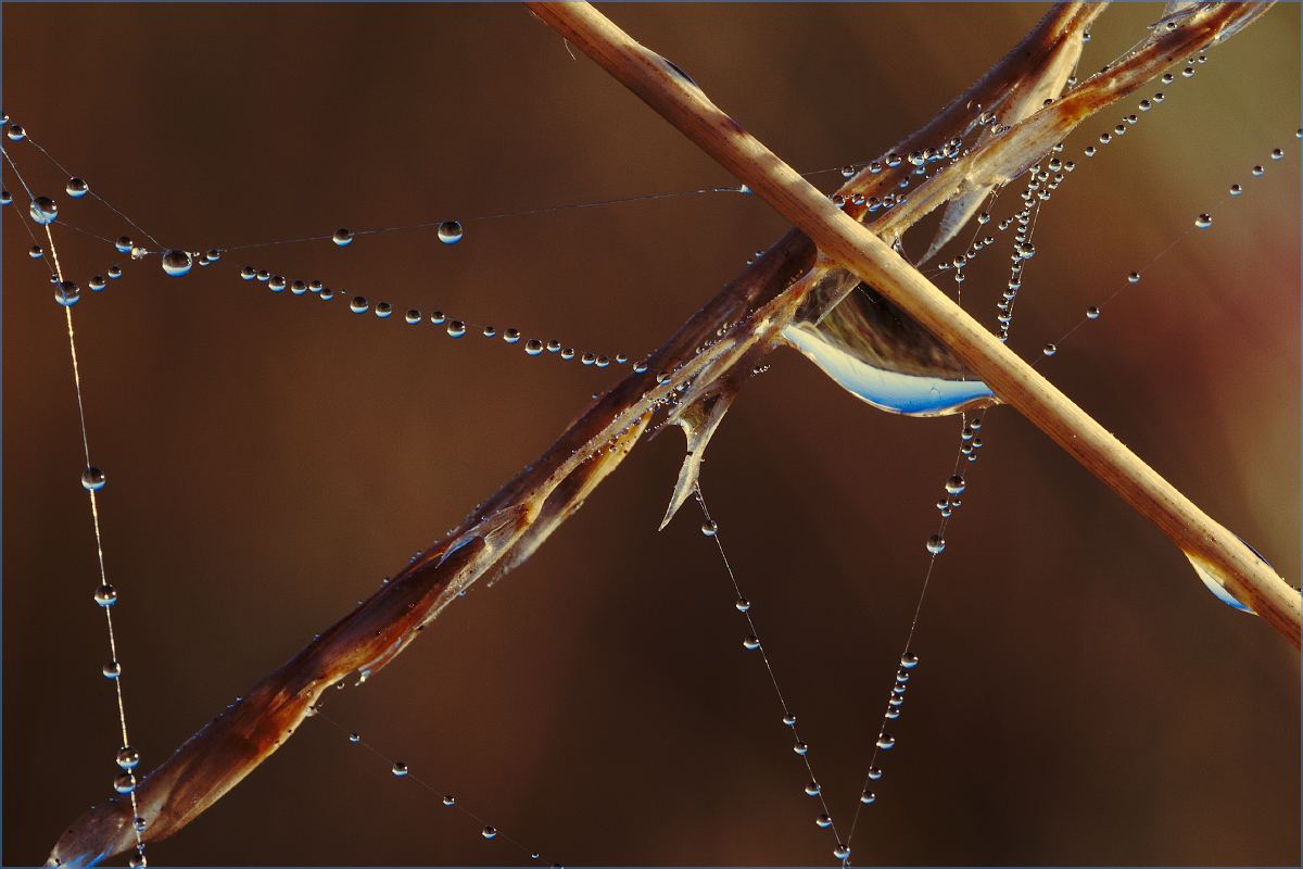 photo "***" tags: nature, macro and close-up, капли, отражение, паутина, роса