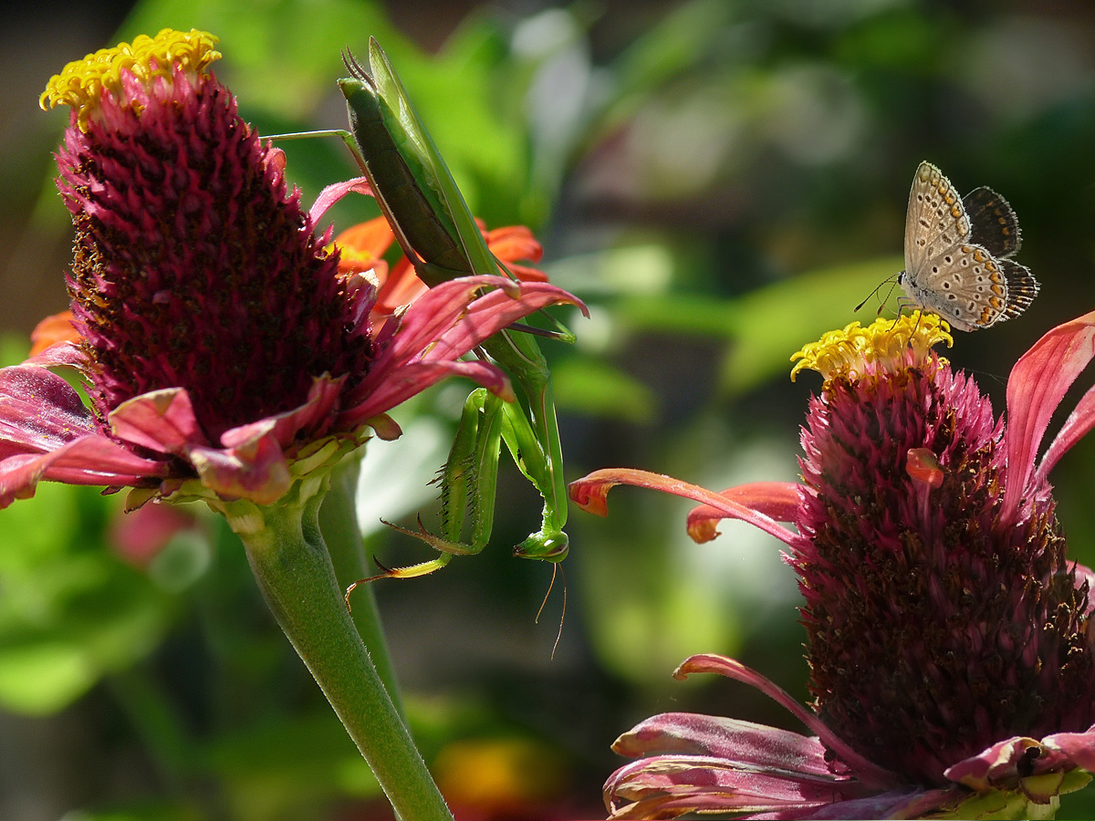 photo "To be or not to be" tags: nature, macro and close-up, insect