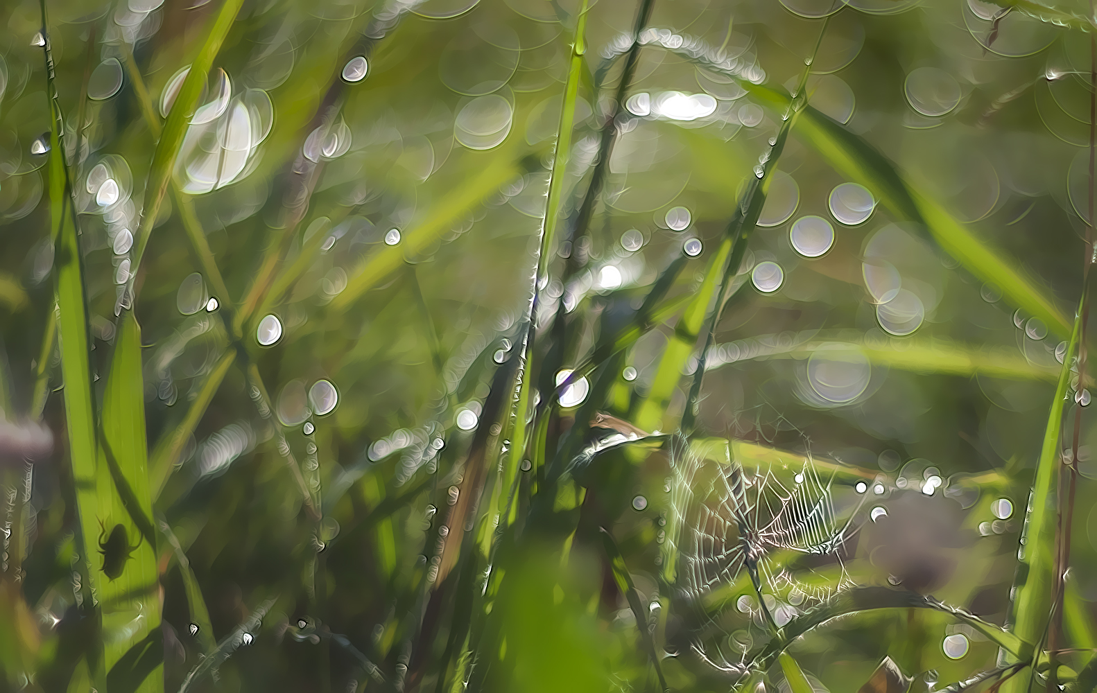 photo "***" tags: nature, macro and close-up, 