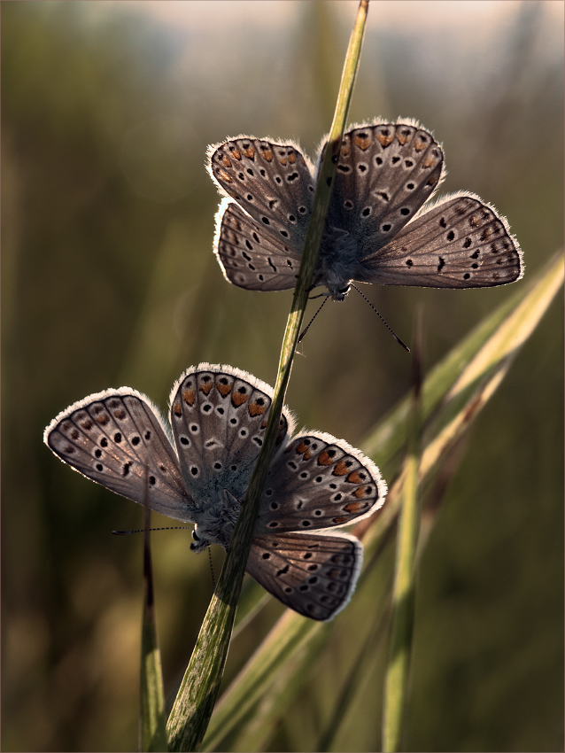 photo "***" tags: macro and close-up, butterfly, meadow, summer