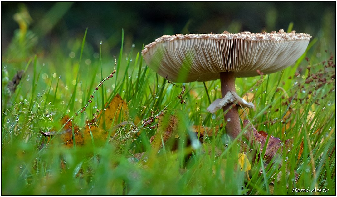 photo "***" tags: nature, macro and close-up, 