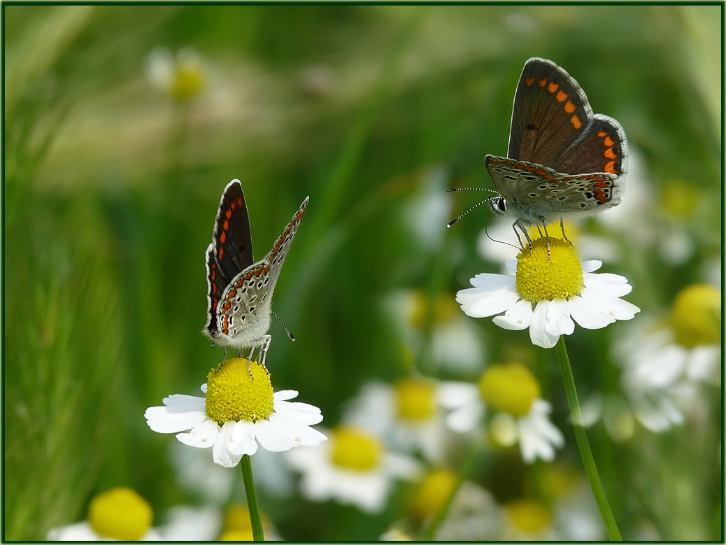 photo "***" tags: nature, insect