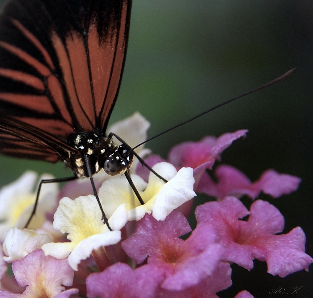 photo "red" tags: nature, 