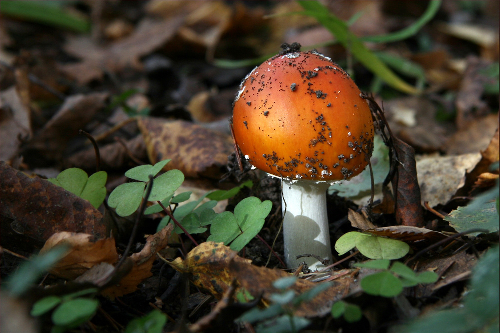 photo "Last the fly agaric" tags: nature, macro and close-up, 