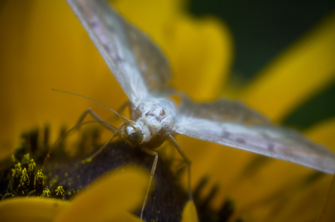 photo "***" tags: macro and close-up, nature, 