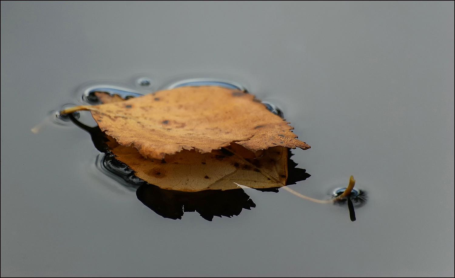 photo "Ship named Autumn..." tags: macro and close-up, nature, 