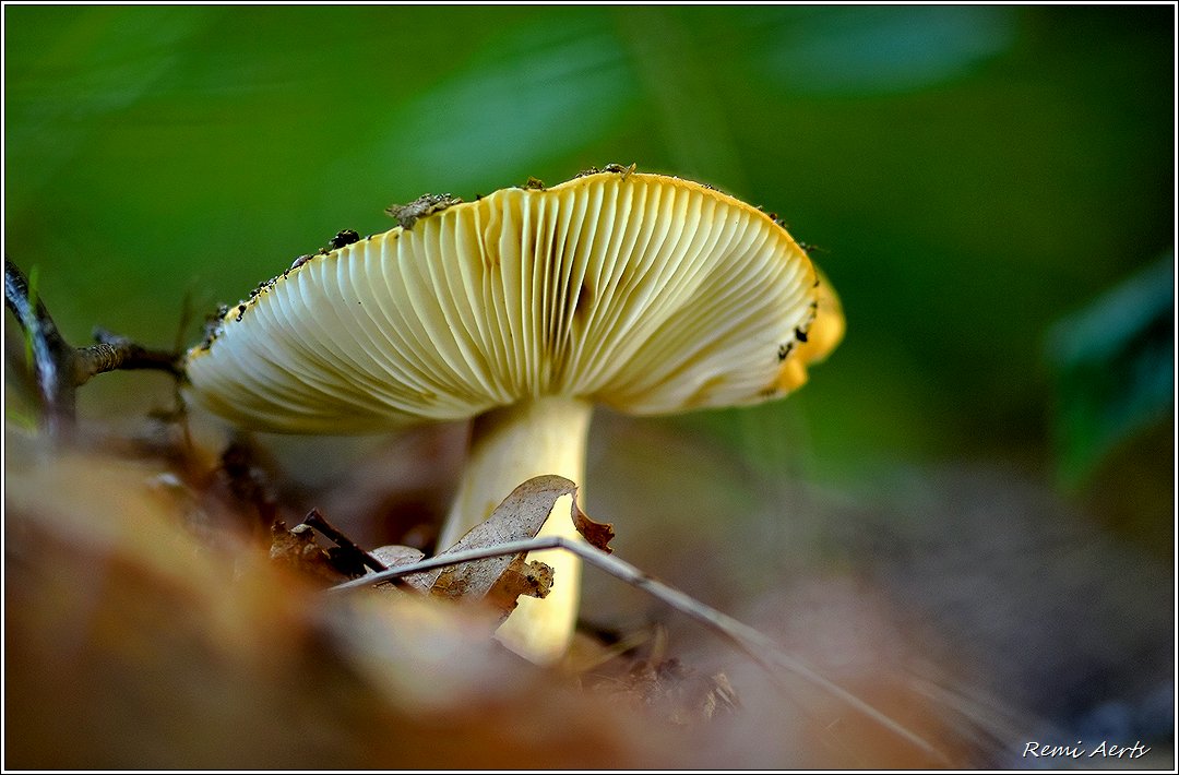 photo "***" tags: nature, macro and close-up, 