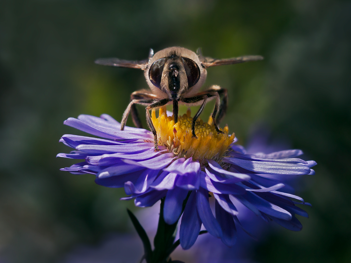 photo "***" tags: macro and close-up, 