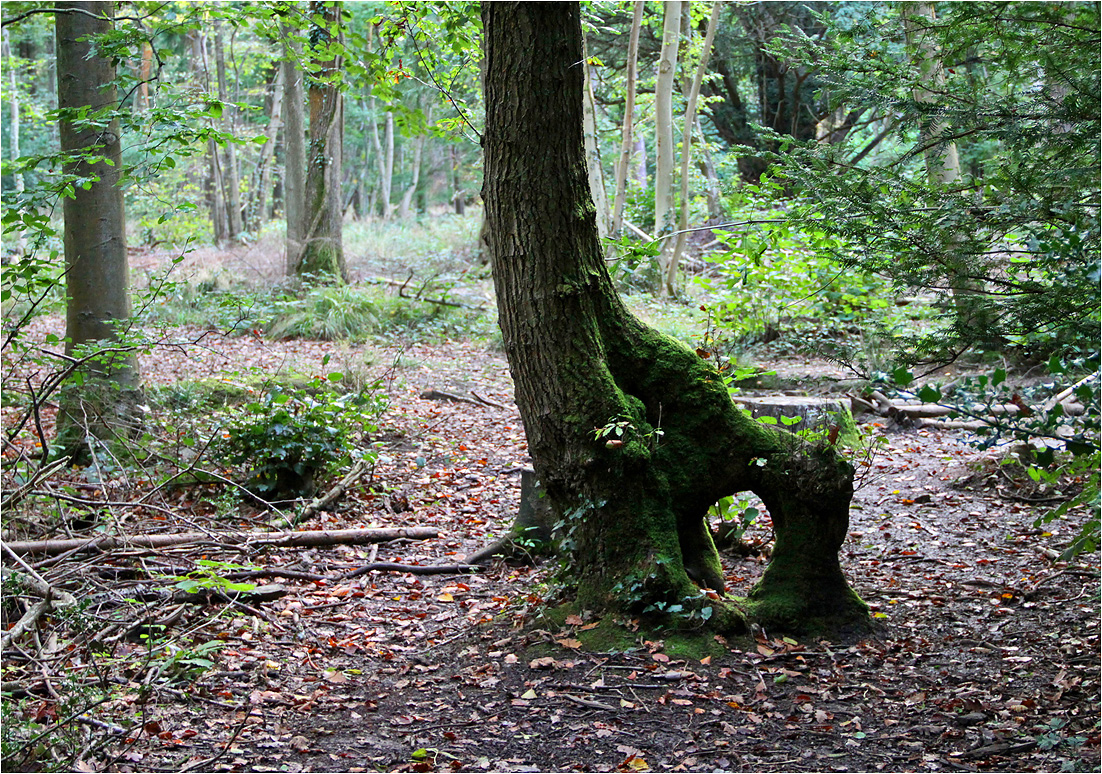 photo "***" tags: nature, autumn, forest, дерева