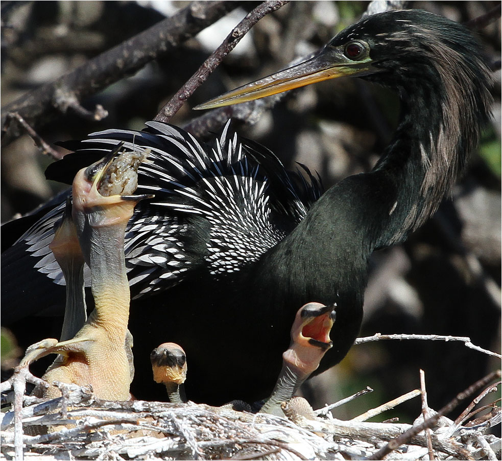 photo "Don't choke!" tags: nature, wild animals