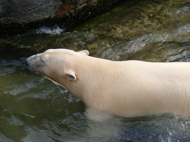 фото "Polar bear" метки: , 